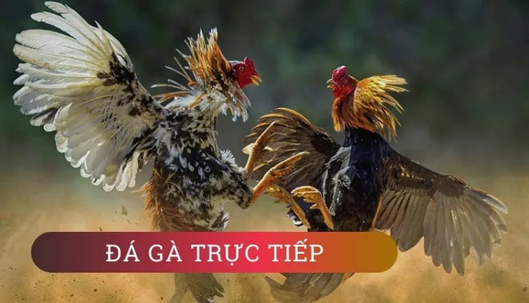 Cách Chơi Đá Gà GA28 Tại GO88 Hấp Dẫn: Khám Phá Cá Cược Sôi Động 2 Cách Chơi Đá Gà GA28 Tại GO88 Hấp Dẫn: Khám Phá Cá Cược Sôi Động