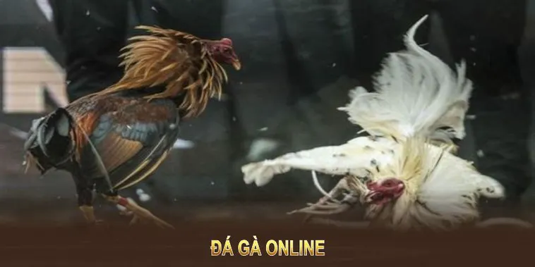 Cách Chơi Đá Gà GA28 Tại GO88 Hấp Dẫn: Khám Phá Cá Cược Sôi Động