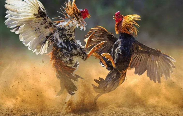 Hướng Dẫn Cách Chơi Đá Gà WS168 Tại GO88 Thú Vị Nhất